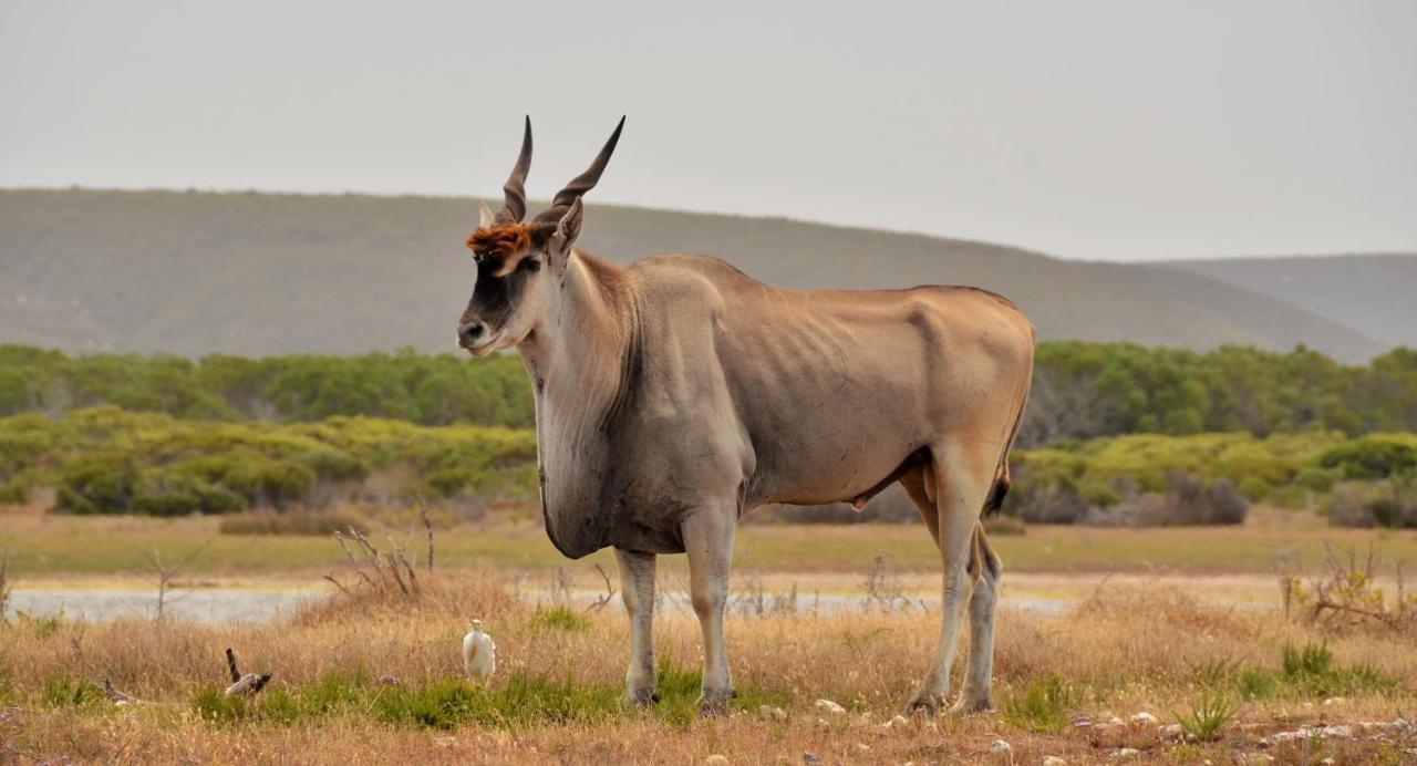 De Hoop Collection - Equipped Cottages De Hoop Nature Reserve Eksteriør billede