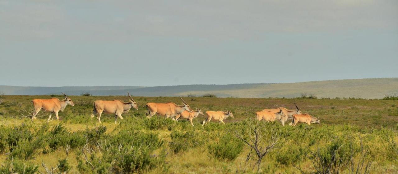 De Hoop Collection - Equipped Cottages De Hoop Nature Reserve Eksteriør billede