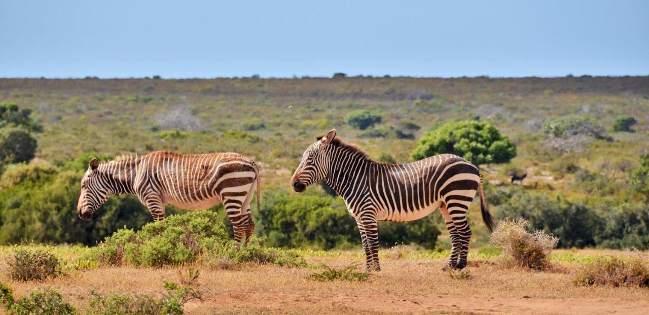 De Hoop Collection - Equipped Cottages De Hoop Nature Reserve Eksteriør billede